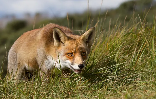 Nature, background, Fox