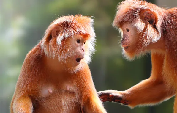 Picture surprise, monkey, bokeh