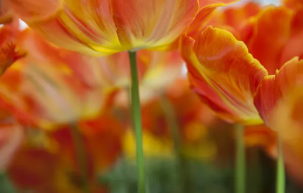 Picture macro, nature, tulips, orange