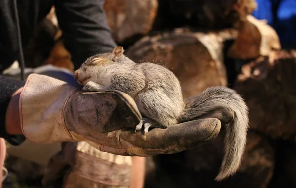 Animals, nature, sleep, hands, protein, wood, gloves, support