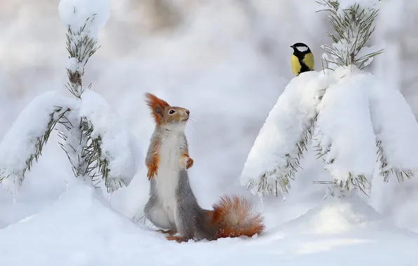 Winter, forest, look, snow, branches, nature, pose, bird