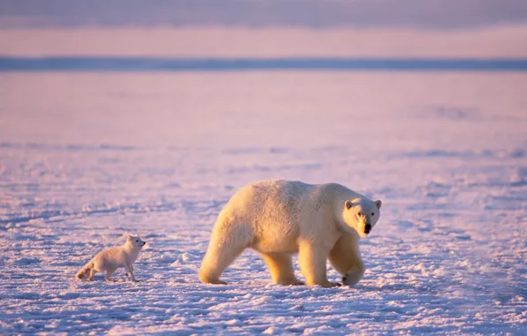 Ice, bear, polar bear, Arctic, Fox, polar bears