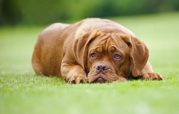 Lawn, dog, Dogue de Bordeaux