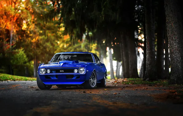 Picture Chevrolet, Muscle, 1969, Camaro, Car, Fall, Blue, Color