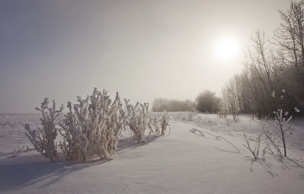 Winter, trees, sunset, nature, the bushes