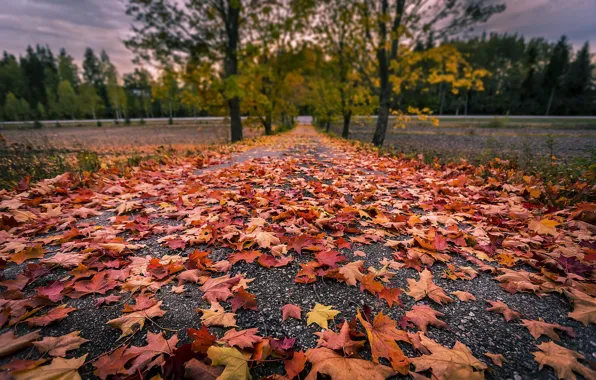 Picture leaves, nature, road
