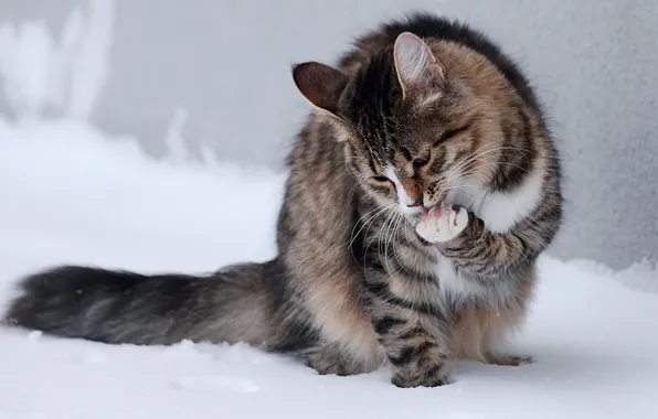 Cat, snow, legs, sitting, licking