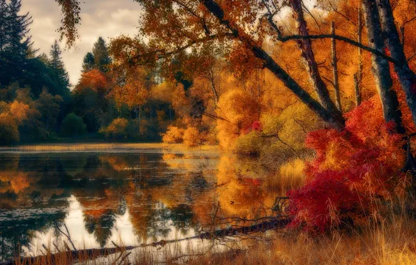 Autumn, forest, lake