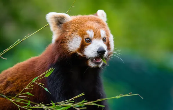 Wool, muzzle, Red Panda, Red Panda
