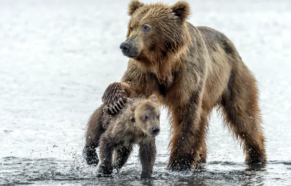 Water, drops, bear, bears, bear, wet, bear