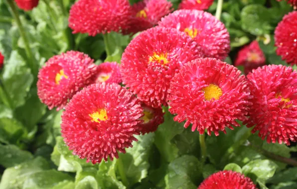 Picture Drops, Bokeh, Astra, Bokeh, Drops, Pink flowers, Pink flowers