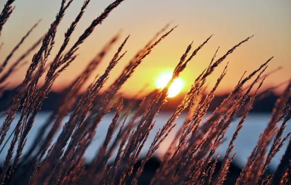 Picture grass, the sun, nature, river, dawn, plants, spikelets, ears