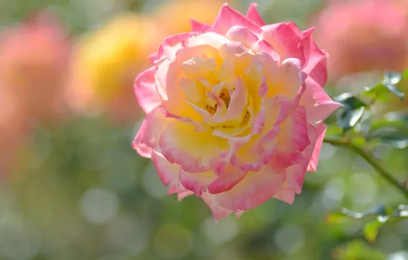 Macro, rose, petals