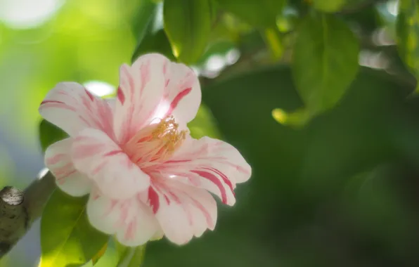 White, flower, leaves, glare, branch, tea, pink. Camellia
