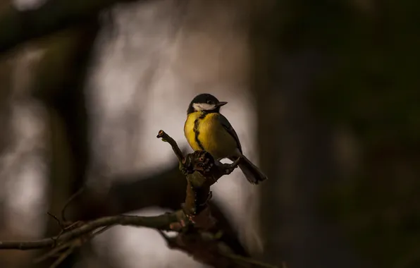 Picture bird, tit, bluer