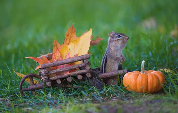 Autumn, grass, leaves, nature, harvest, pumpkin, truck, Chipmunk