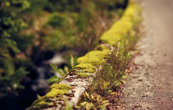 Picture road, greens, flowers, moss, focus, roadside, the curb