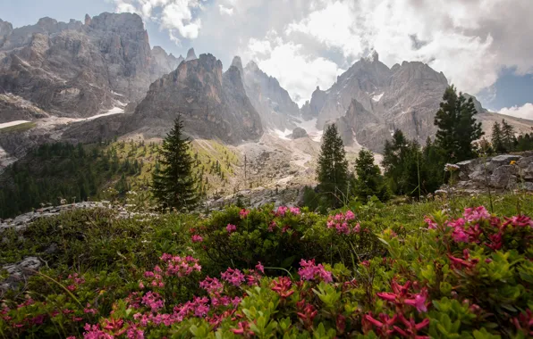 Picture flowers, mountains, view, Alps, the bushes, The Dolomites, rhododendrons