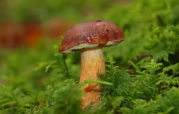 Greens, mushroom, moss, clearing, green background, white mushroom