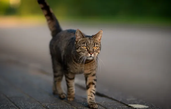 Road, cat, cat, grey, street, tile, tail, walk
