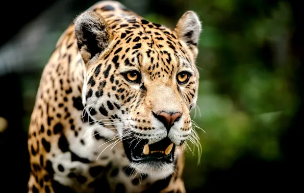 Picture look, face, predator, leopard, grin, big cat