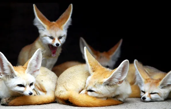 Picture animals, Fox, Fenech