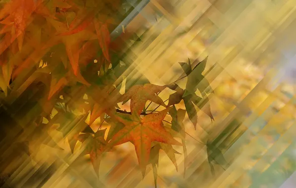 Picture autumn, leaves, background