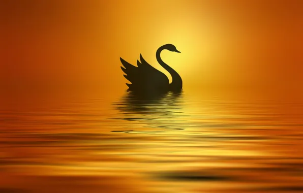 Picture the sun, lake, styling, silhouette, Swan, Josep Sumalla