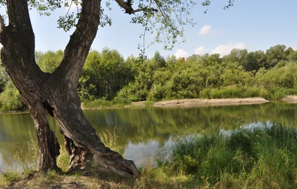 Picture Nature, Grass, River, Summer, Nature, Grass, Summer, River