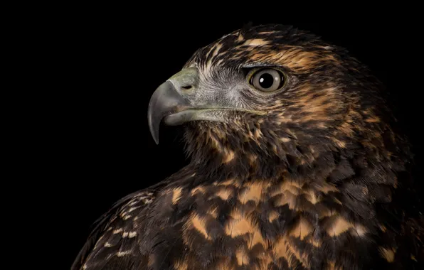 Picture bird, eagle, predator, feathers, beak, profile