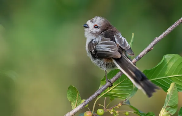 Picture macro, branch, bird, chick, bokeh, Young Longtail, Ruslan Sigushin