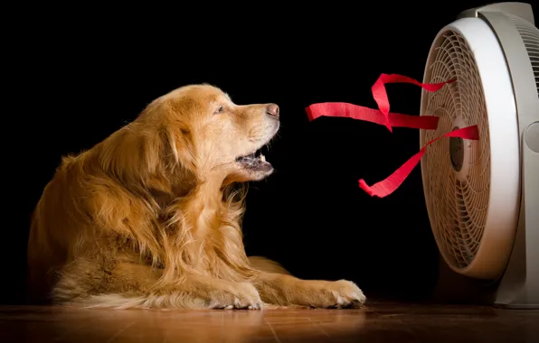 Picture house, dog, fan