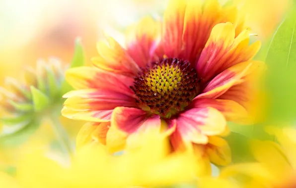 Picture macro, flowers, yellow, red, blur, petals, Gaylardiya