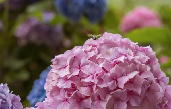 Macro, flowers, bee, pink, bokeh, hydrangea