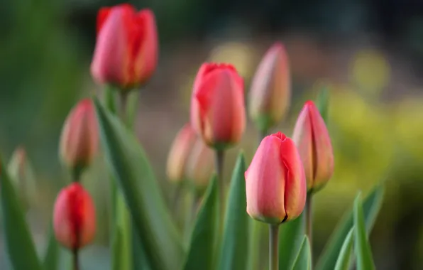 Picture flowers, red, green, background, blur, spring, tulips, pink