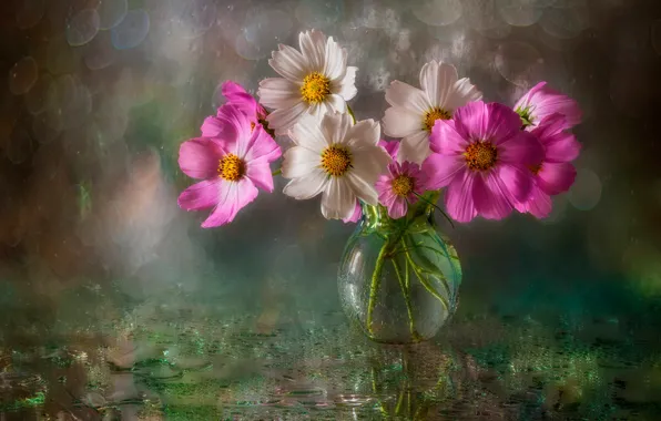 Picture wet, water, drops, flowers, glare, background, vase, bokeh