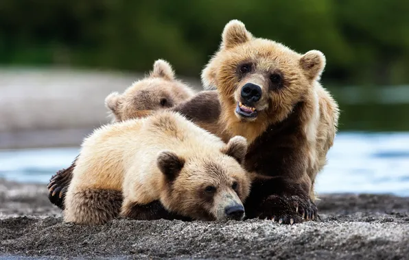 Picture bear, Russia, Kamchatka, wildlife