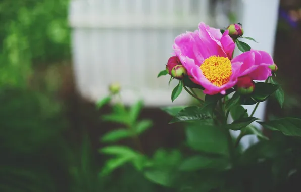 Flowers, petals, pink