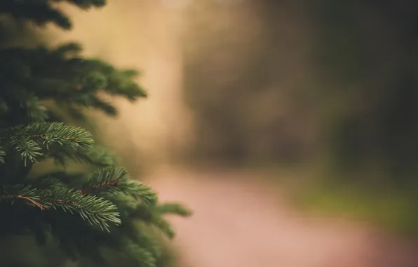 Picture needles, tree, tree, needles