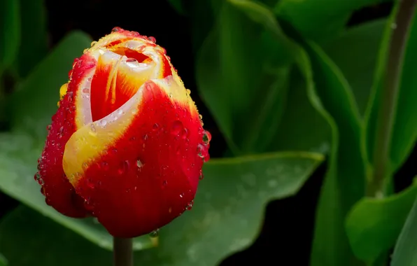 Picture greens, flower, leaves, drops, yellow, red, nature, Tulip