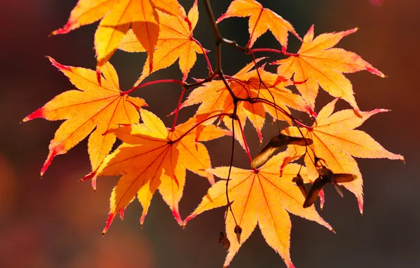 Leaves, branches, seeds