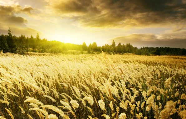 Picture wheat, field, the sky, nature, dawn, spikelets, gold, Warm Sunrise