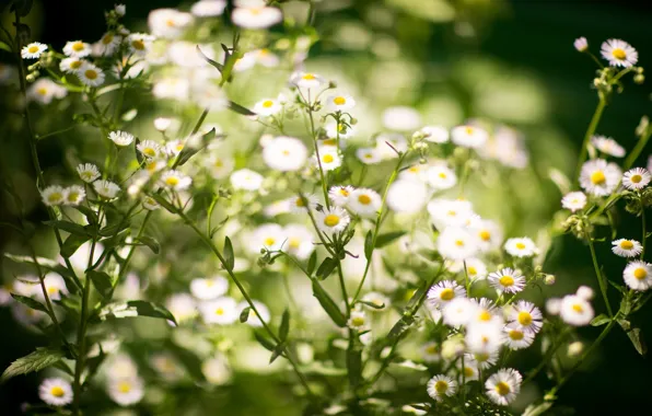 Picture summer, flowers, nature, a lot