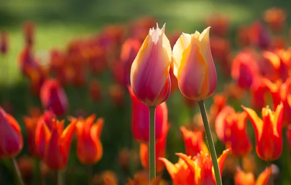 Picture flowers, spring, tulips, two