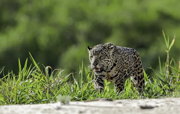 Picture greens, leopard, wild cat