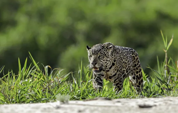 Greens, leopard, wild cat