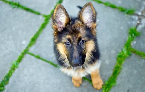 Look, dog, German Shepherd