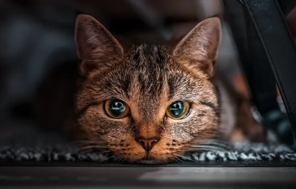 Cat, look, face