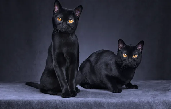 Picture cat, cat, look, face, the dark background, black, Panther, pair