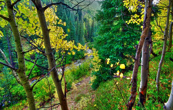 Picture autumn, forest, leaves, trees, mountains, river, slope